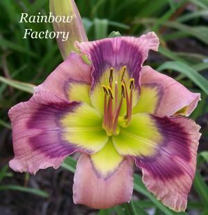 Rainbow Factory