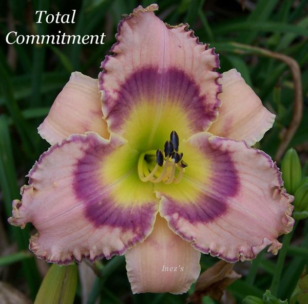 Total Commitment