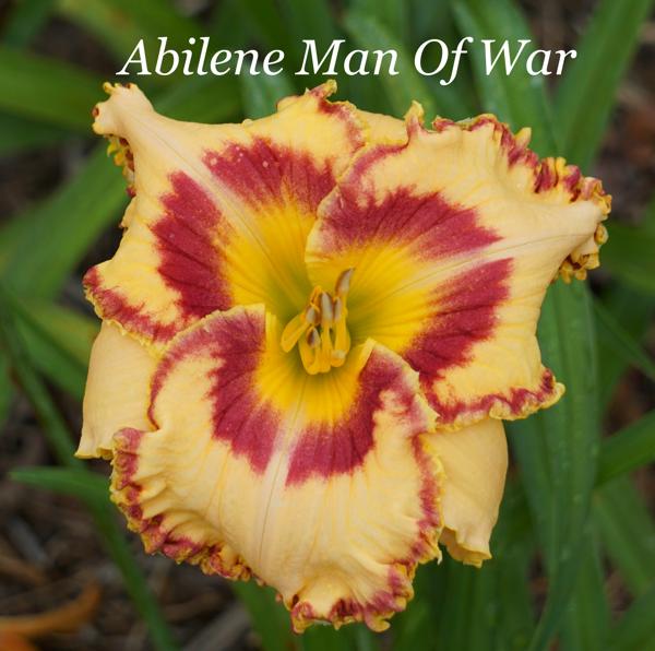 Abilene Man Of War2