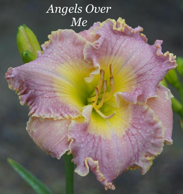 Angels Over Me 001