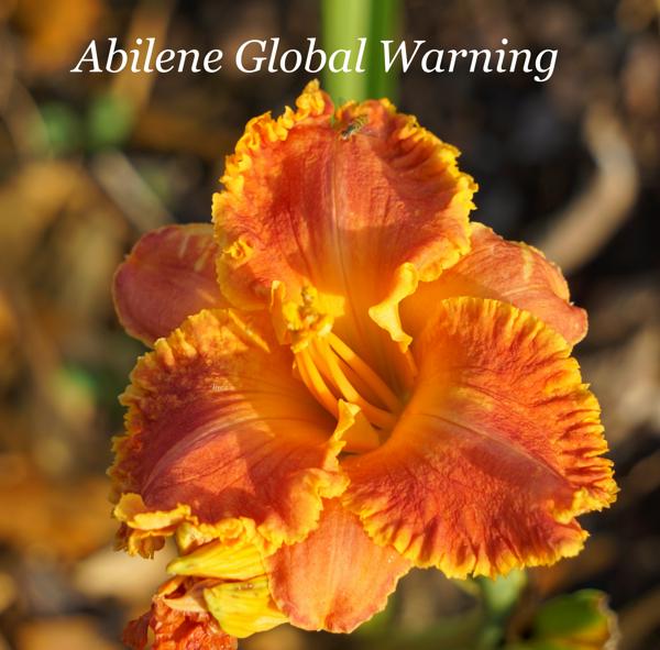 Abilene Global Warning