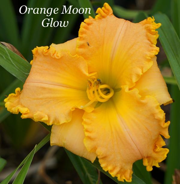 Orange Moon Glow
