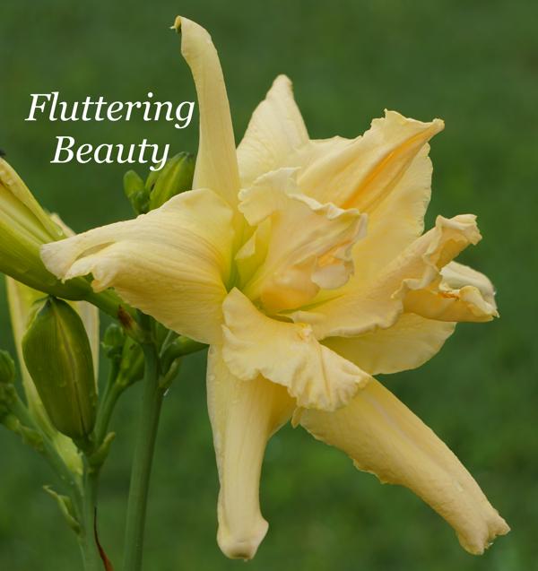 Fluttering Beauty 001