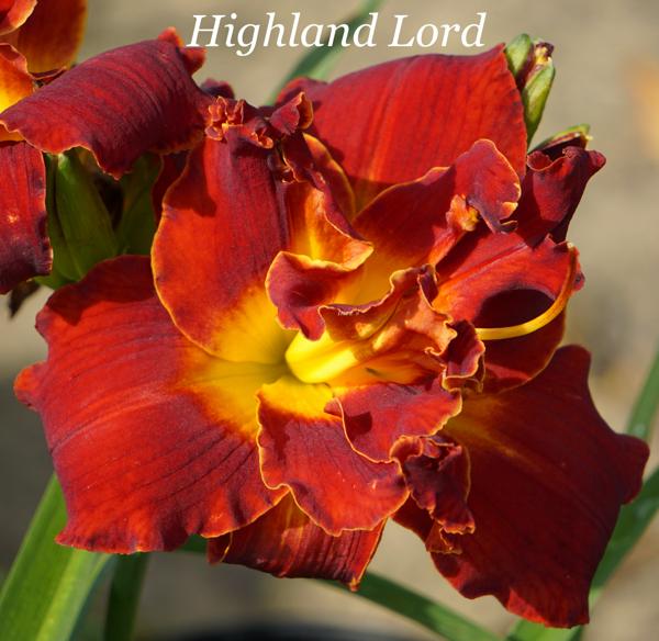 Highland Lord 001