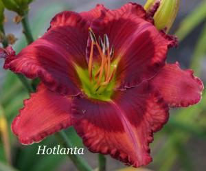 Hotlanta