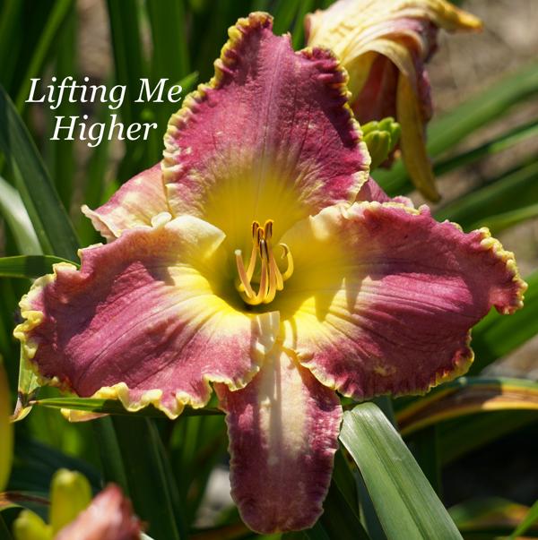 Lifting Me Higher 001