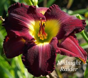 Midnight Raider