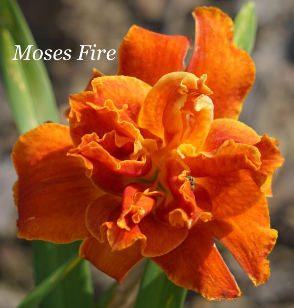 Moses Fire2