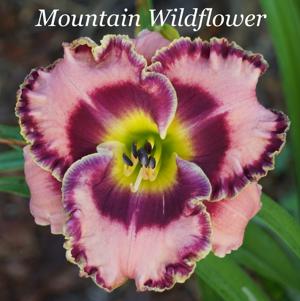 Mountain Wildflower