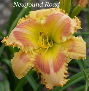Newfound Road
