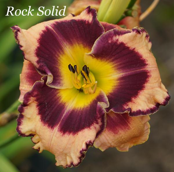 Rock Solid2