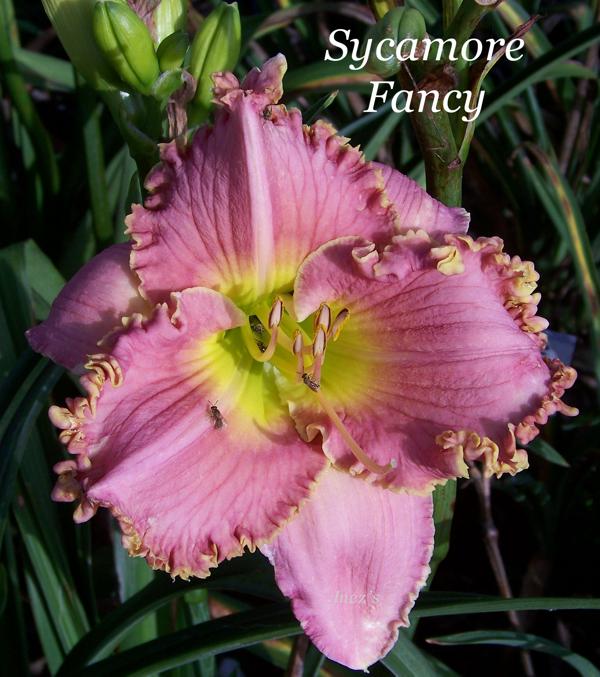 Sycamore Fancy 001