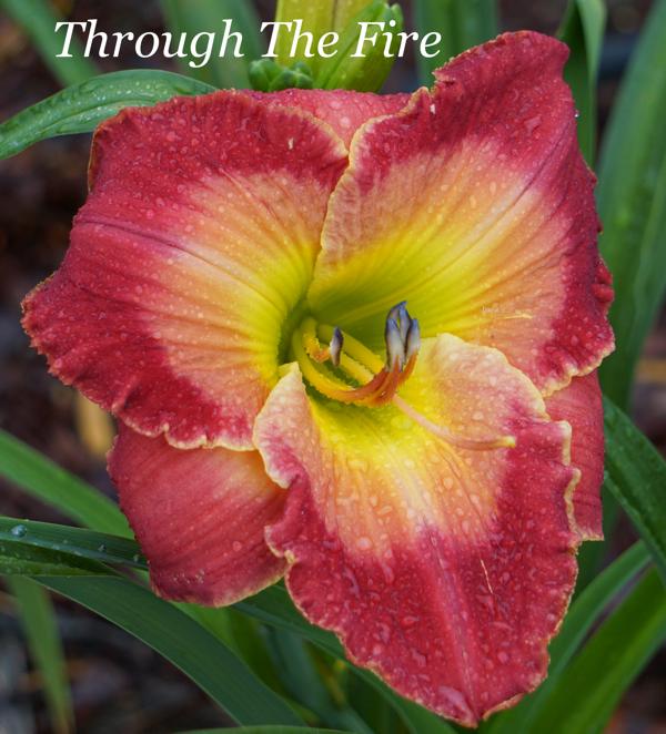 Through The Fire2