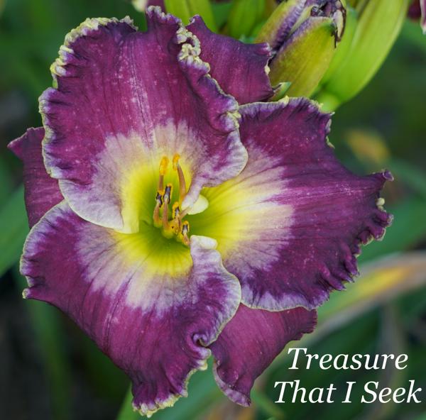 Treasure That I Seek2