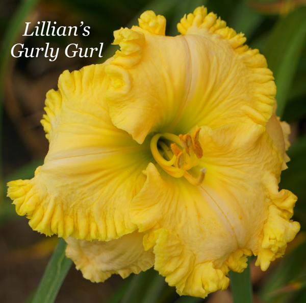 Lillian's Gurly Gurl2