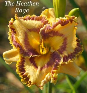 The Heathen Rage