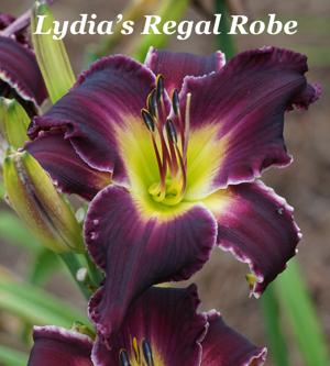 Lydia's Regal Robe
