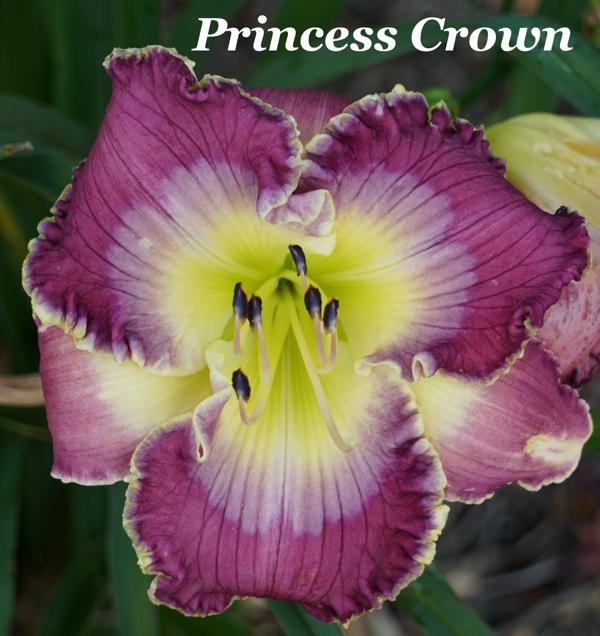 Princess Crown