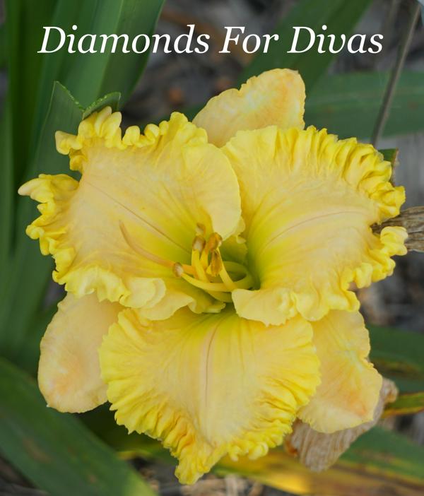 Diamonds For Divas 001