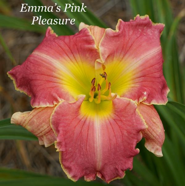 Emma's Pink Pleasure2