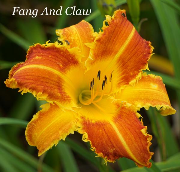 Fang And Claw2