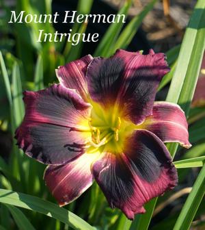 Mount Herman Intrigue