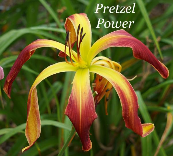 Pretzel Power 001