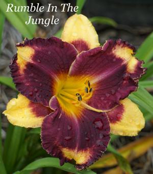 Rumble In The Jungle