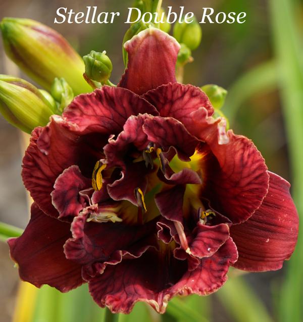 Stellar Double Rose 001