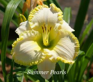 Summer Pearls