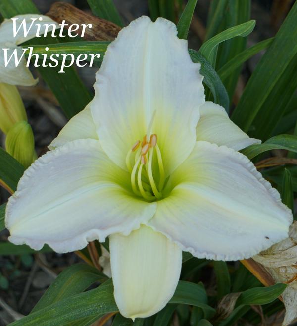 Winter Whisper 001
