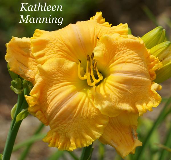 Kathleen Manning