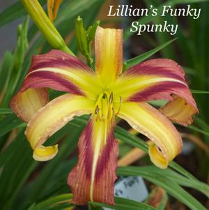 Lillian's Funky Spunky