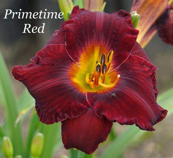 Primetime Red