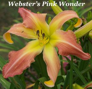 Webster's Pink Wonder