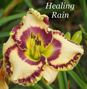 Healing Rain2