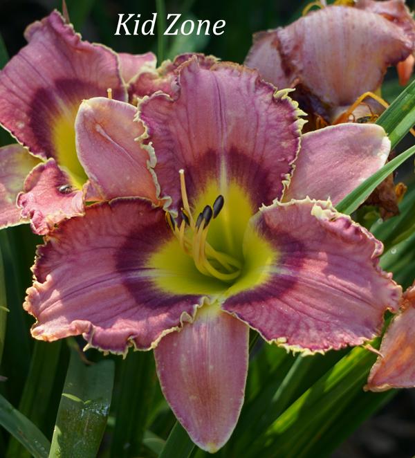 Kid Zone