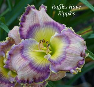 Ruffles Have Ripples