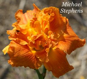 Michael Stephens
