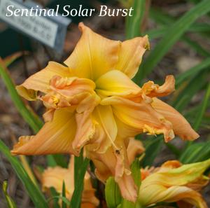 Sentinel Solar Burst