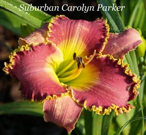 Suburban Carolyn Parker