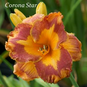Corona Star2