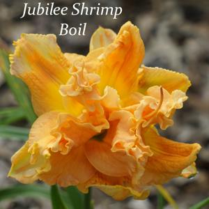 Jubilee Shrimp Boil
