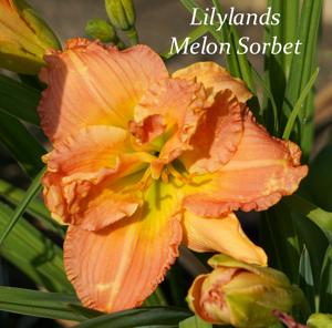 Lilylands Melon Sorbet