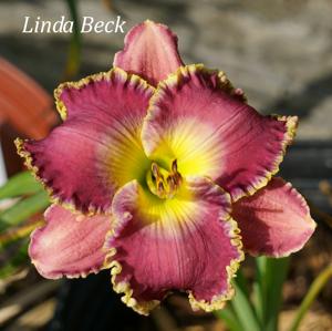 Linda Beck2