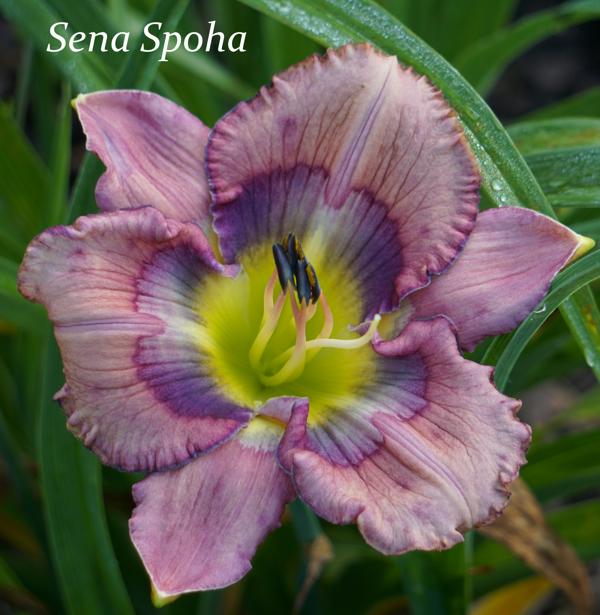 Sena Spoha2 001
