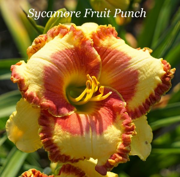 Sycamore Fruit Punch2