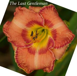 The Last Gentleman