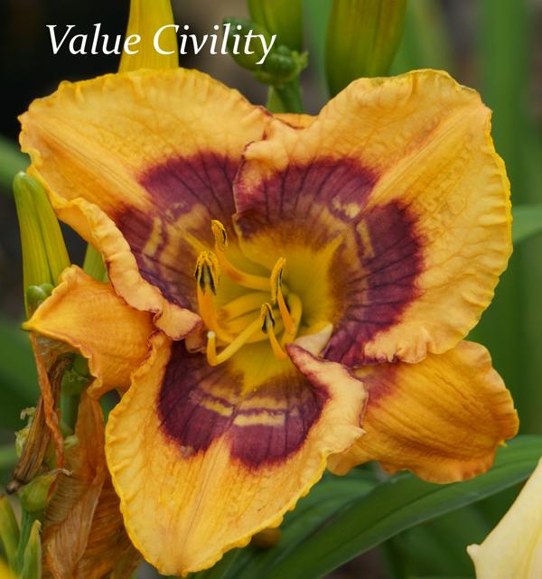 Value Civility