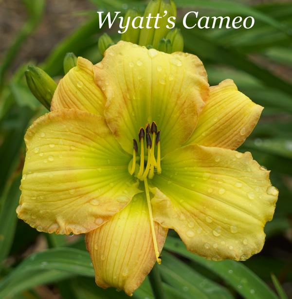 Wyatt's Cameo2